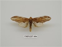 藏品(話筒舟蛾)的圖片